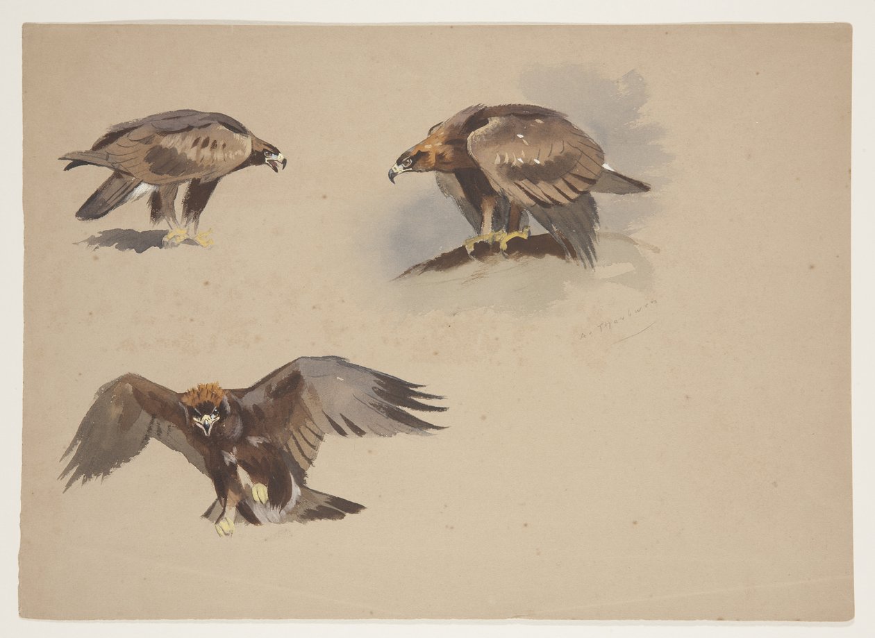 Tre små skitser af en kongeørn, ca. 1915 (akvarel & kropsfarve over blyant på papir) af Archibald Thorburn