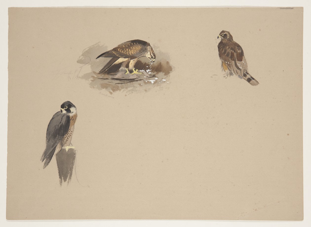 Tre små vignetter af vandrefalk og 2 andre rovfugle, ca. 1915 (akvarel & kropsfarve over blyant på papir) af Archibald Thorburn
