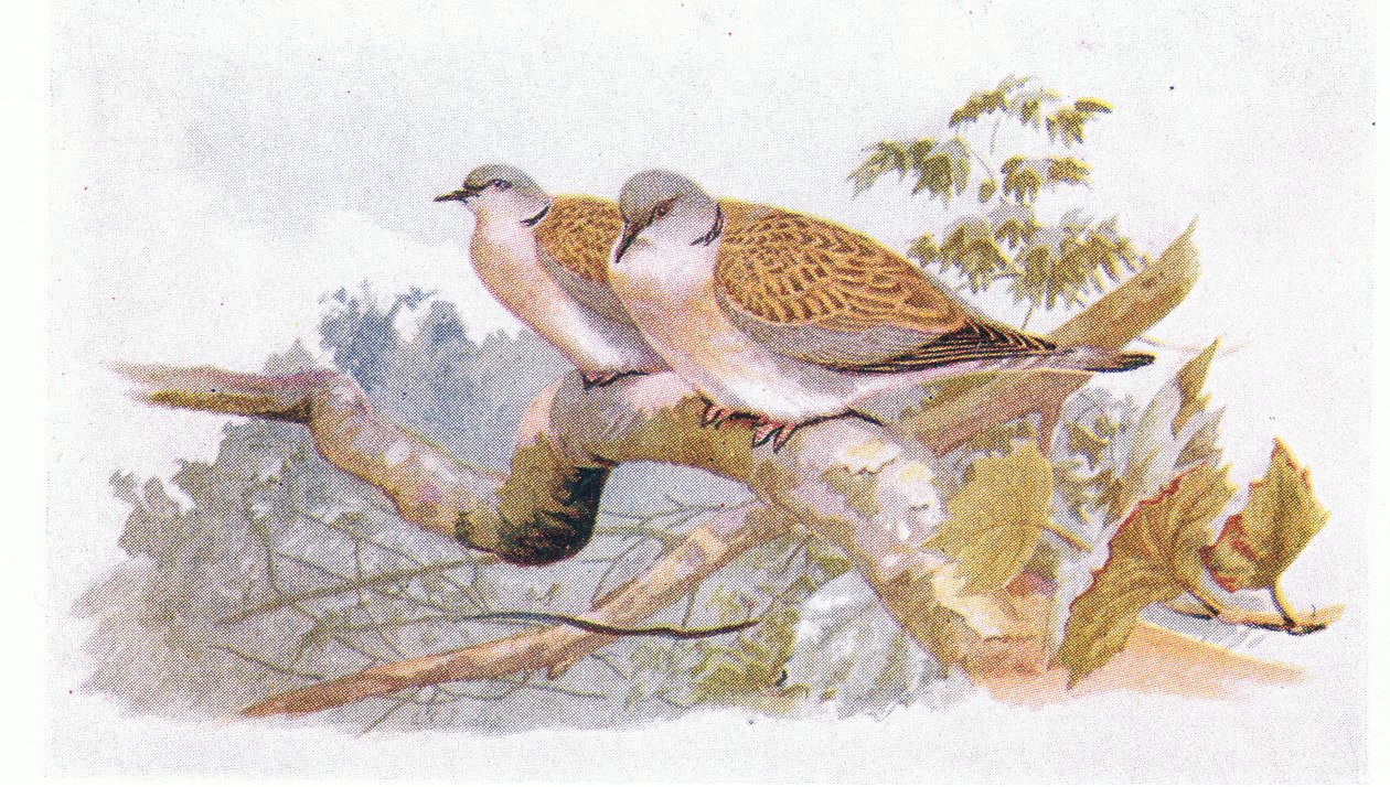 Turtle Dove, fra Birds of the British Isles and Their Eggs udgivet af Frederick Warne & Co Ltd, 1958 af Archibald Thorburn