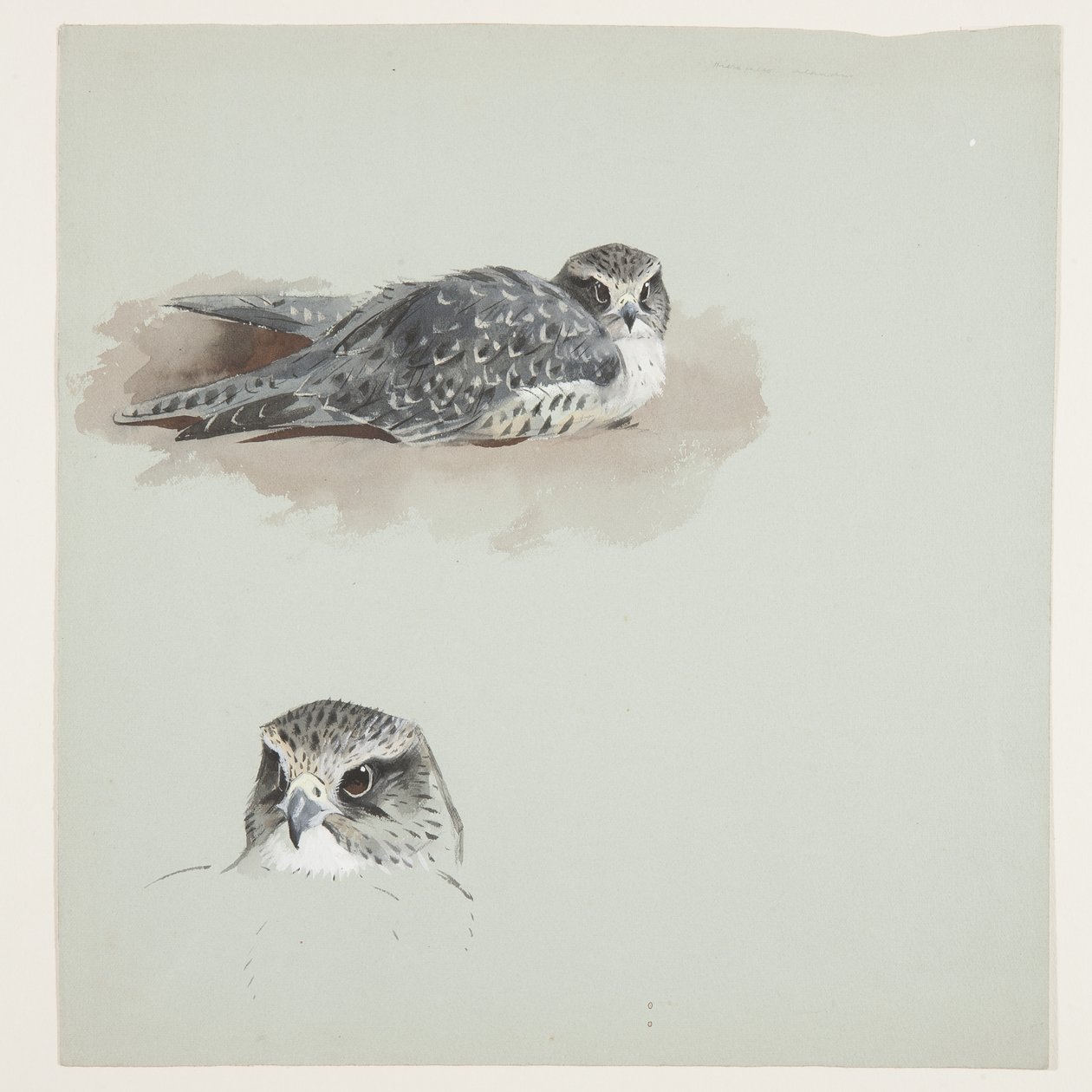 To farveskitser af merlin, ca. 1915 (akvarel & kropsfarve over blyant på papir) af Archibald Thorburn
