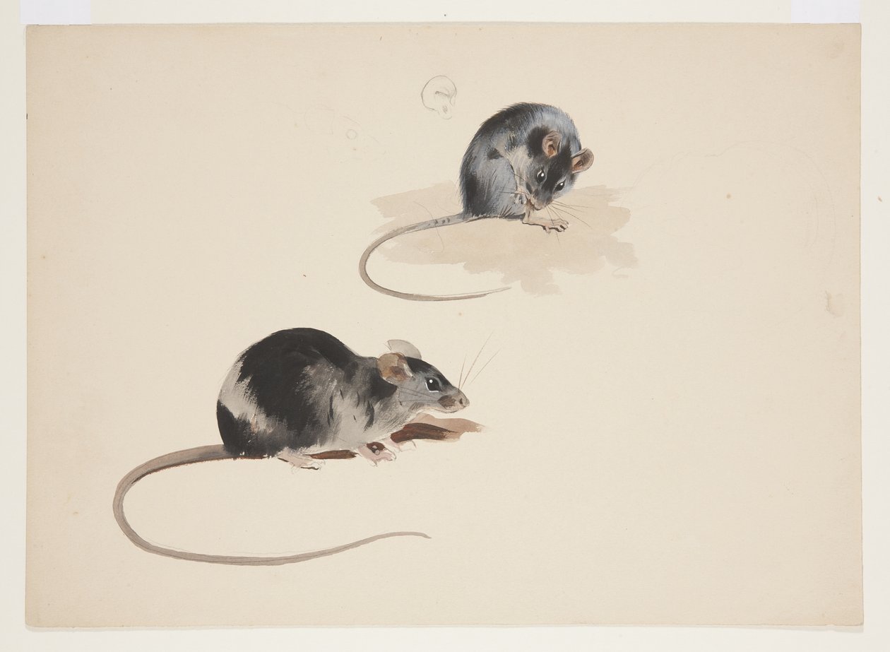 To undersøgelser af sort rotte, ca. 1915 (akvarel og kropsfarve over blyant på papir) af Archibald Thorburn