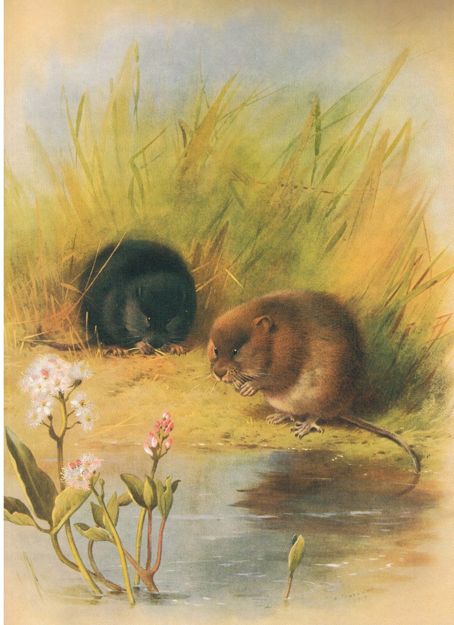 Water Vole, fra Thorburn