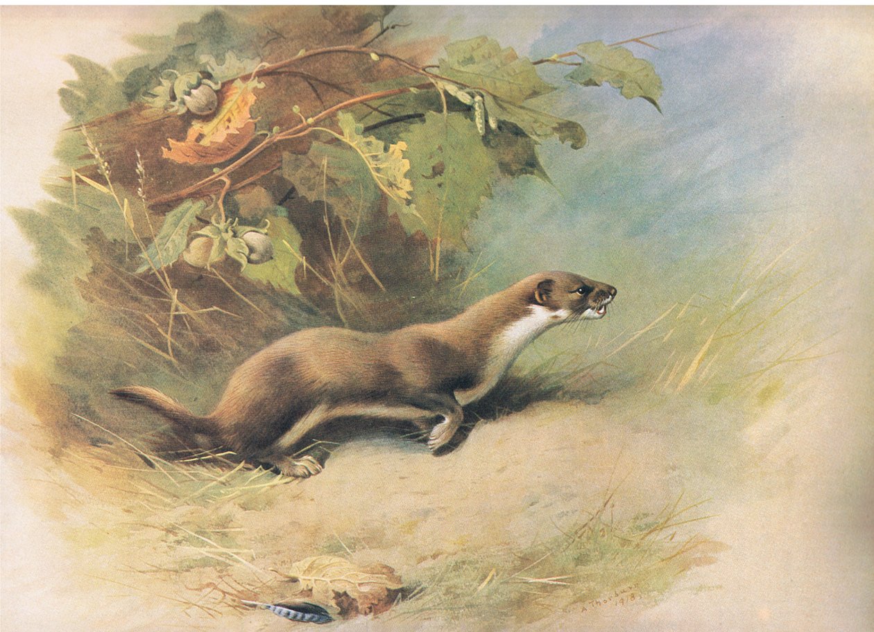 Weasel, fra Thorburns Mammals udgivet af Longmans og Co, ca. 1920 af Archibald Thorburn