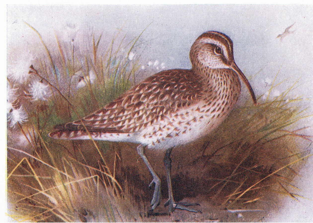 Whimbrel, fra Birds of the British Isles and Their Eggs udgivet af Frederick Warne & Co Ltd, 1958 af Archibald Thorburn