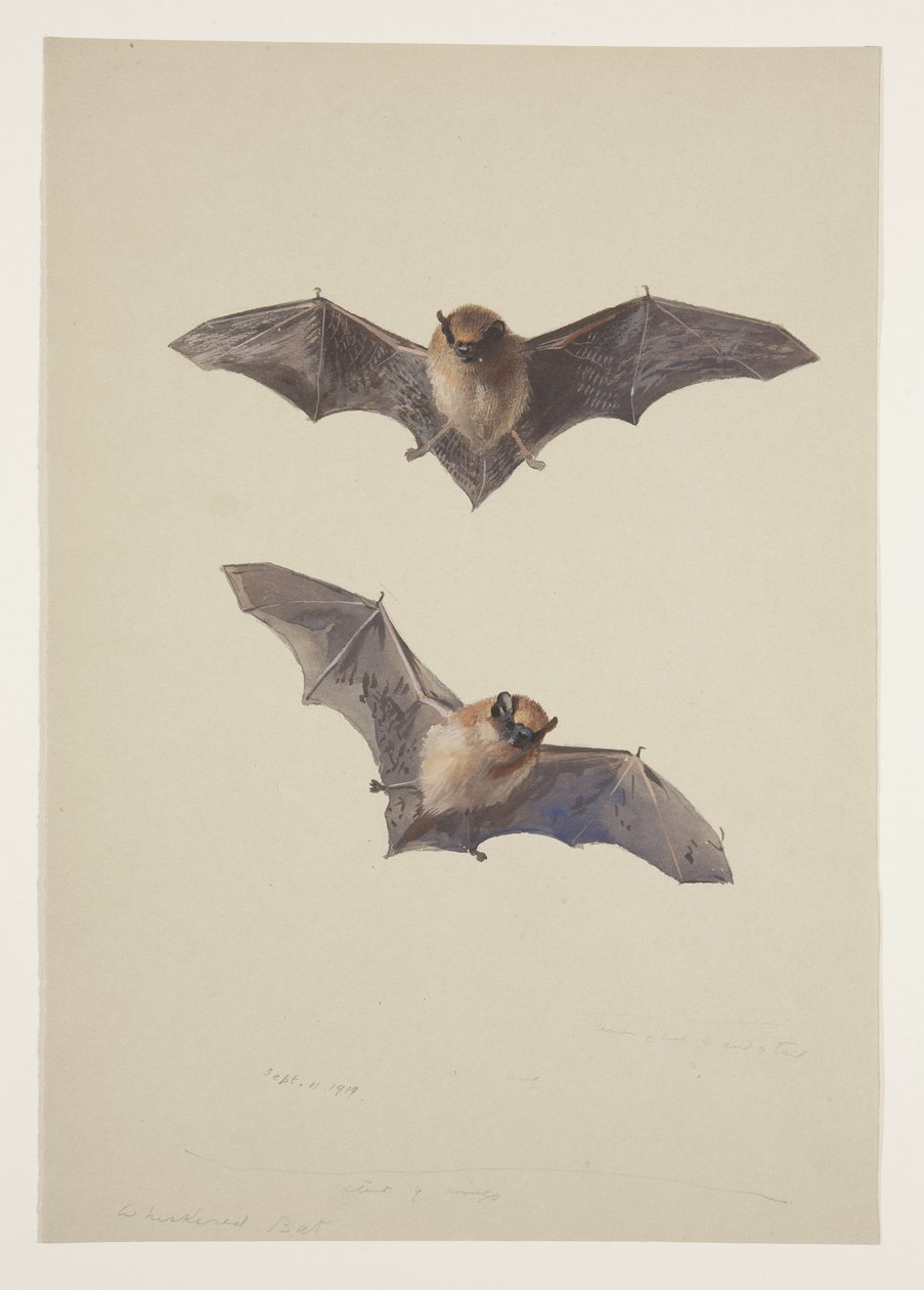 Whiskered flagermus, ca. 1915 (akvarel & kropsfarve over blyant på papir) af Archibald Thorburn