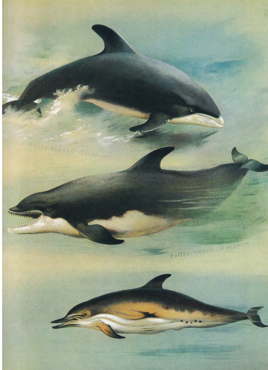 White Beaked Delfin, Bottlenose Delfin og almindelig delfin, fra Thorburn