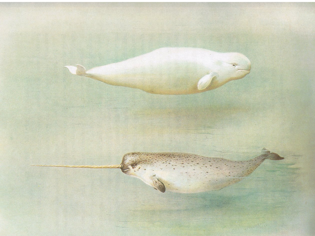 White Whale and Narwhal, fra Thorburns Pattedyr udgivet af Longmans og Co, ca. 1920 af Archibald Thorburn