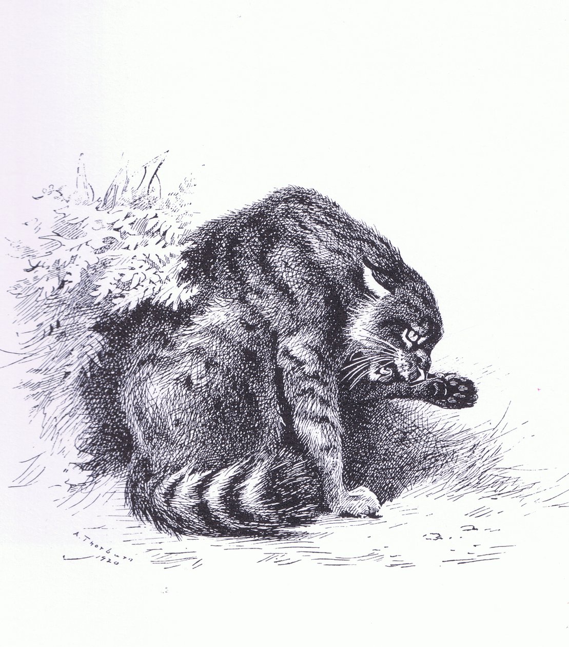 Wildcat, pub. af Book Club Associates af Archibald Thorburn