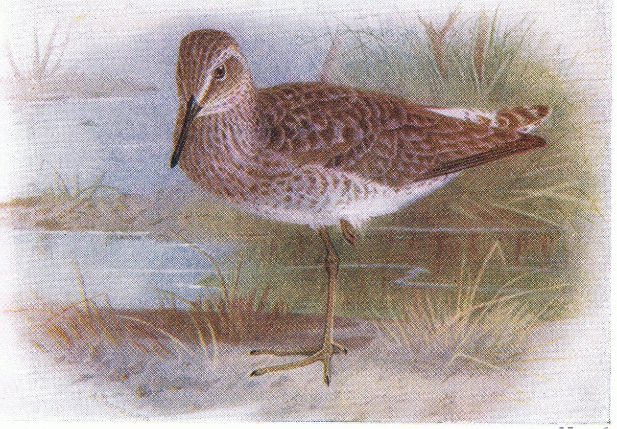 Wood Sandpiper, fra Birds of the British Isles and Their Eggs udgivet af Frederick Warne & Co Ltd, 1958 af Archibald Thorburn