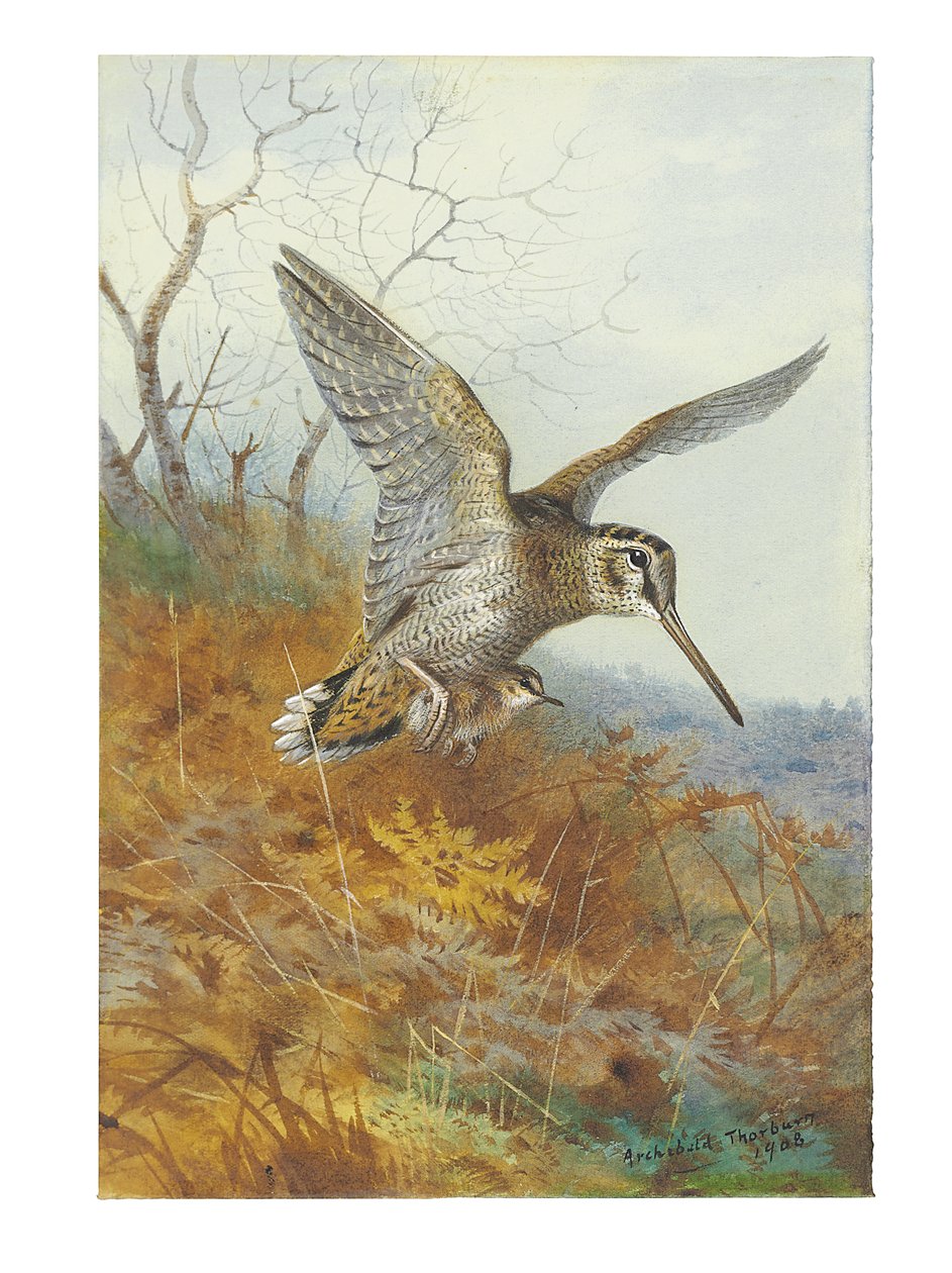 Woodcock og Young af Archibald Thorburn