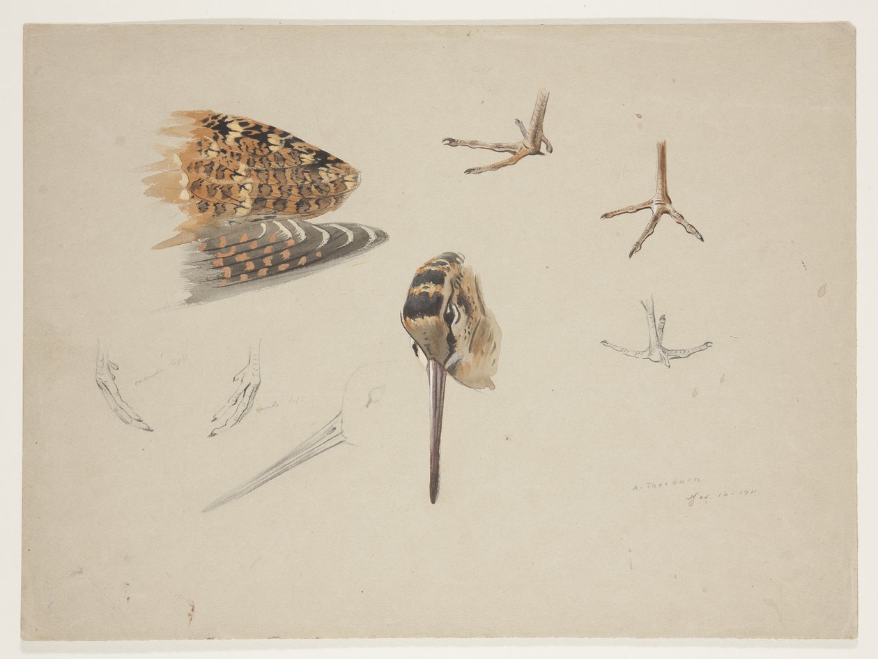 Woodcock næb, fødder og vinge, ca. 1915 (akvarel & kropsfarve over blyant på papir) af Archibald Thorburn
