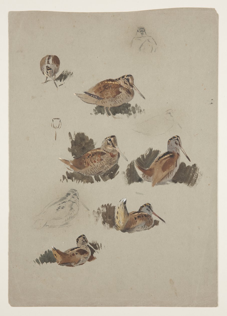 Woodcock, ca. 1915 (akvarel & kropsfarve over blyant på papir) af Archibald Thorburn