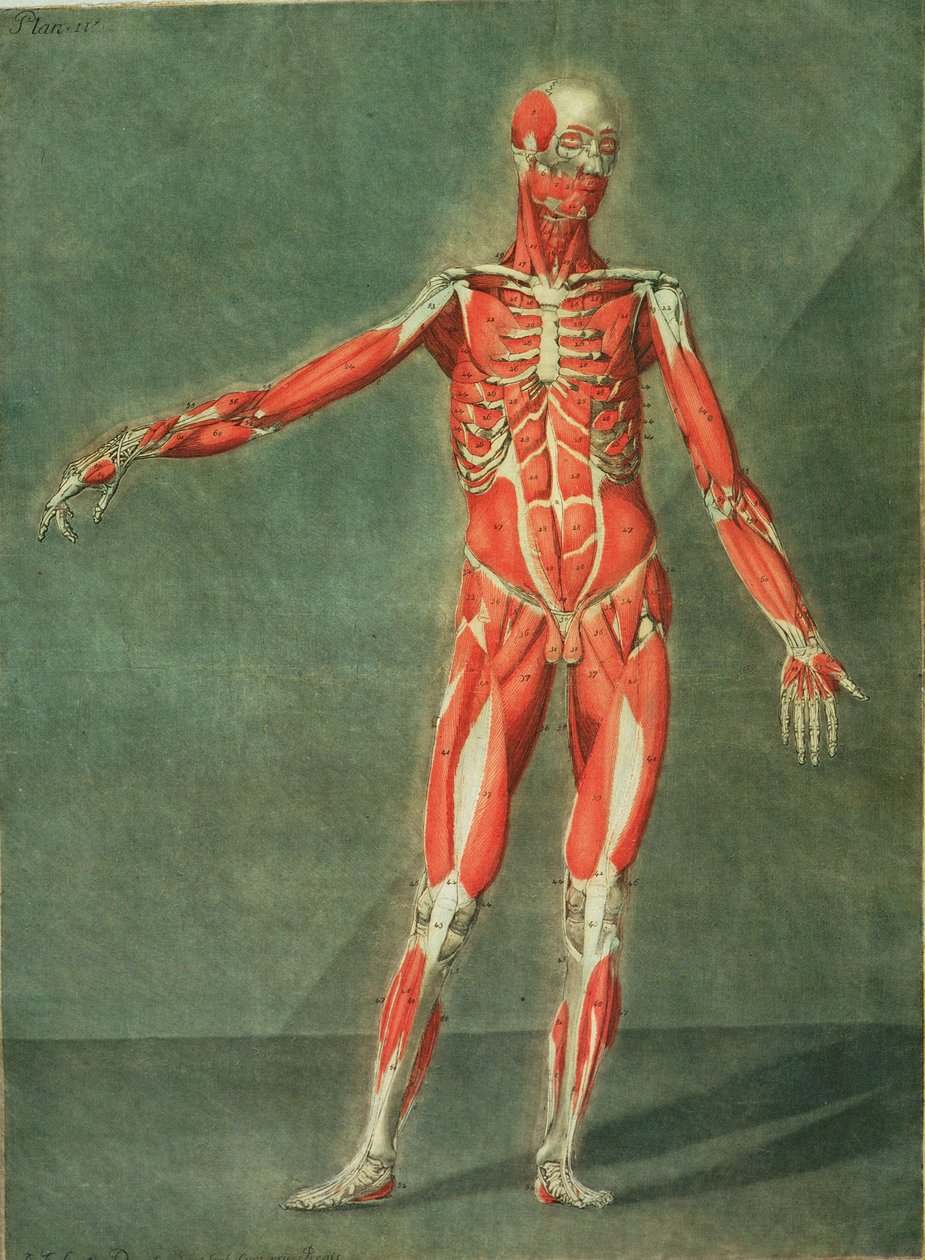 Superficial Muscular System of the Front of the Body, plade 4 fra et komplet kursus i anatomi med tekst af Jadelot, graveret af kunstneren, pub. 1773 (mezzotint) af Arnauld Eloi Gautier D