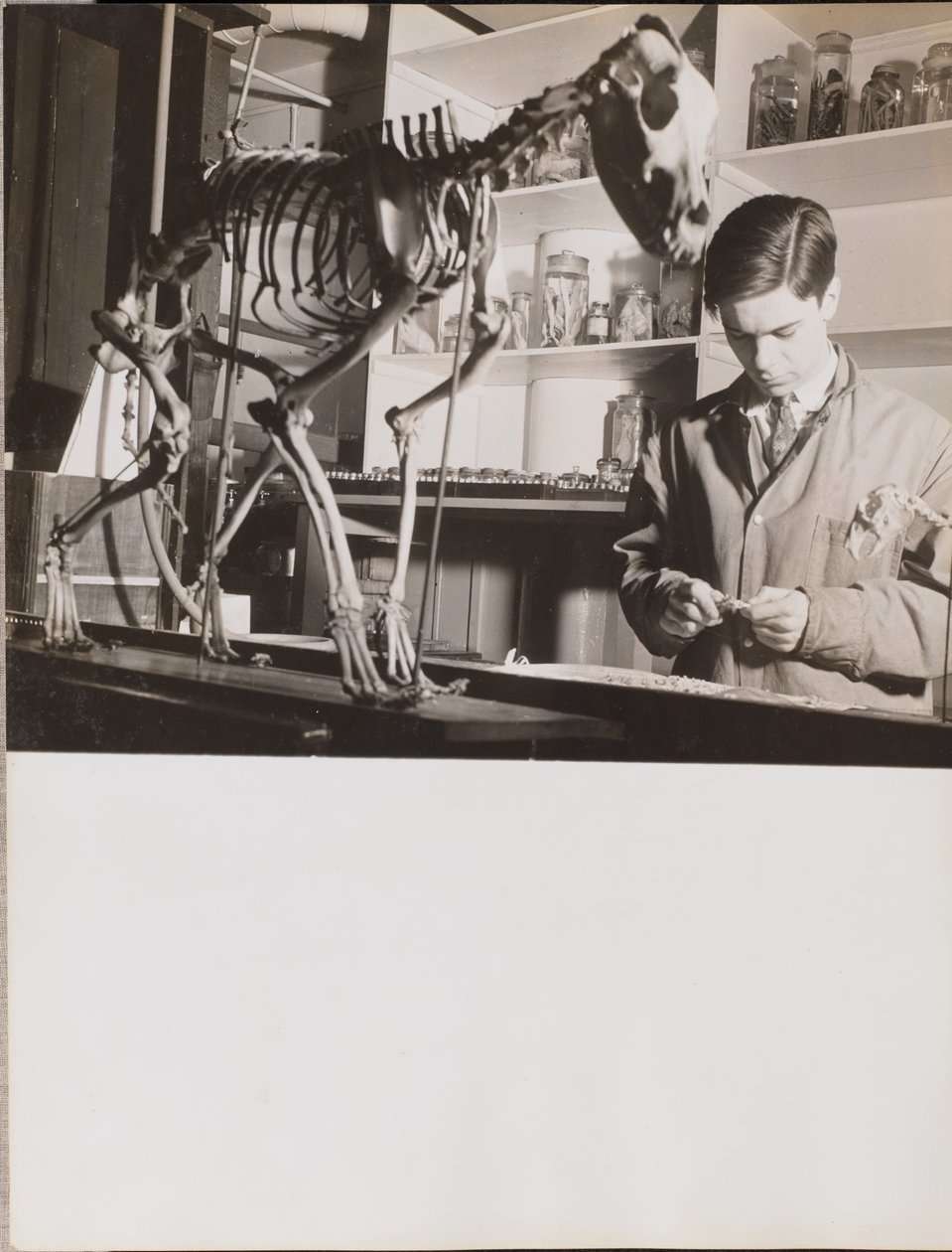[Ung mand står ved siden af et dyreskelet]. af Arnold Eagle