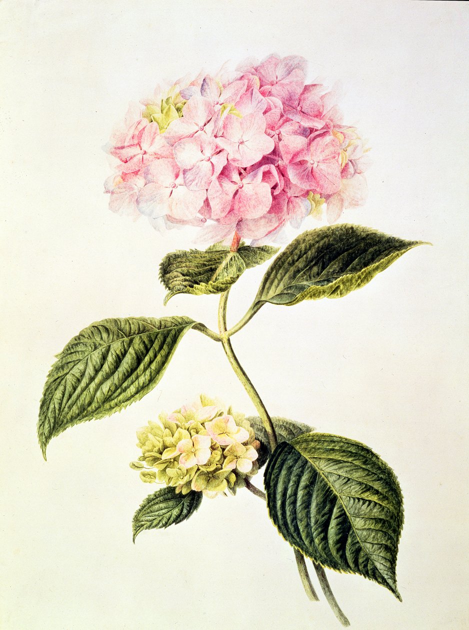 PD.64-1975 Hortensia hortensia af Arnoldus Bloemers