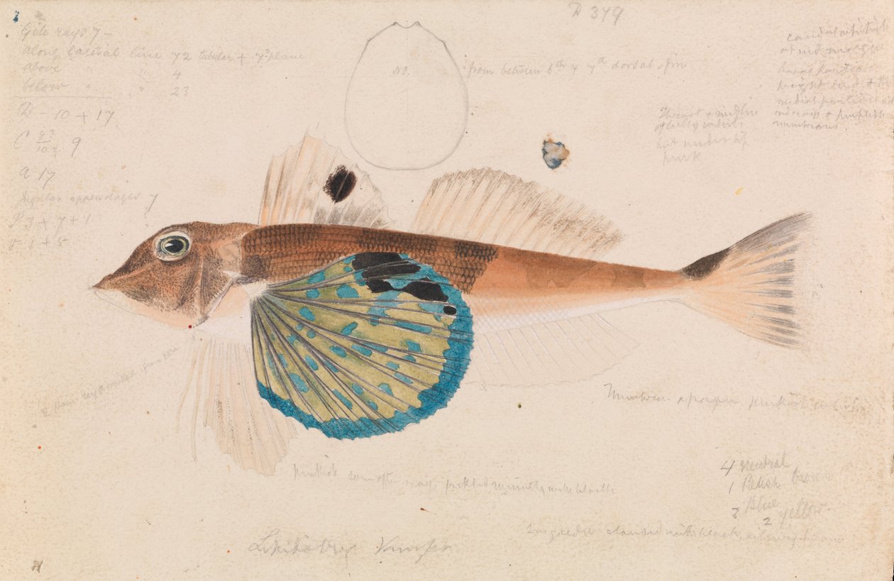 Sommerfugl Knurren, Lepidotrigla vanessa af Arthur Bartholomew