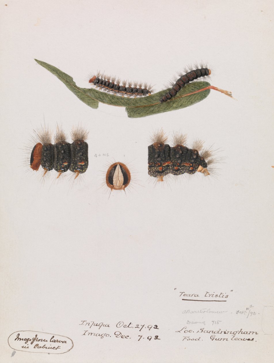 Caterpillar, Epicoma trist, Teara trist af Arthur Bartholomew
