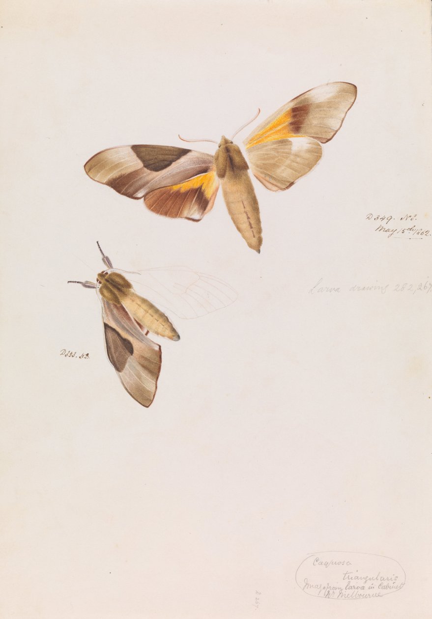 Dobbelthovedet høgemøl, Coequosa triangularis af Arthur Bartholomew