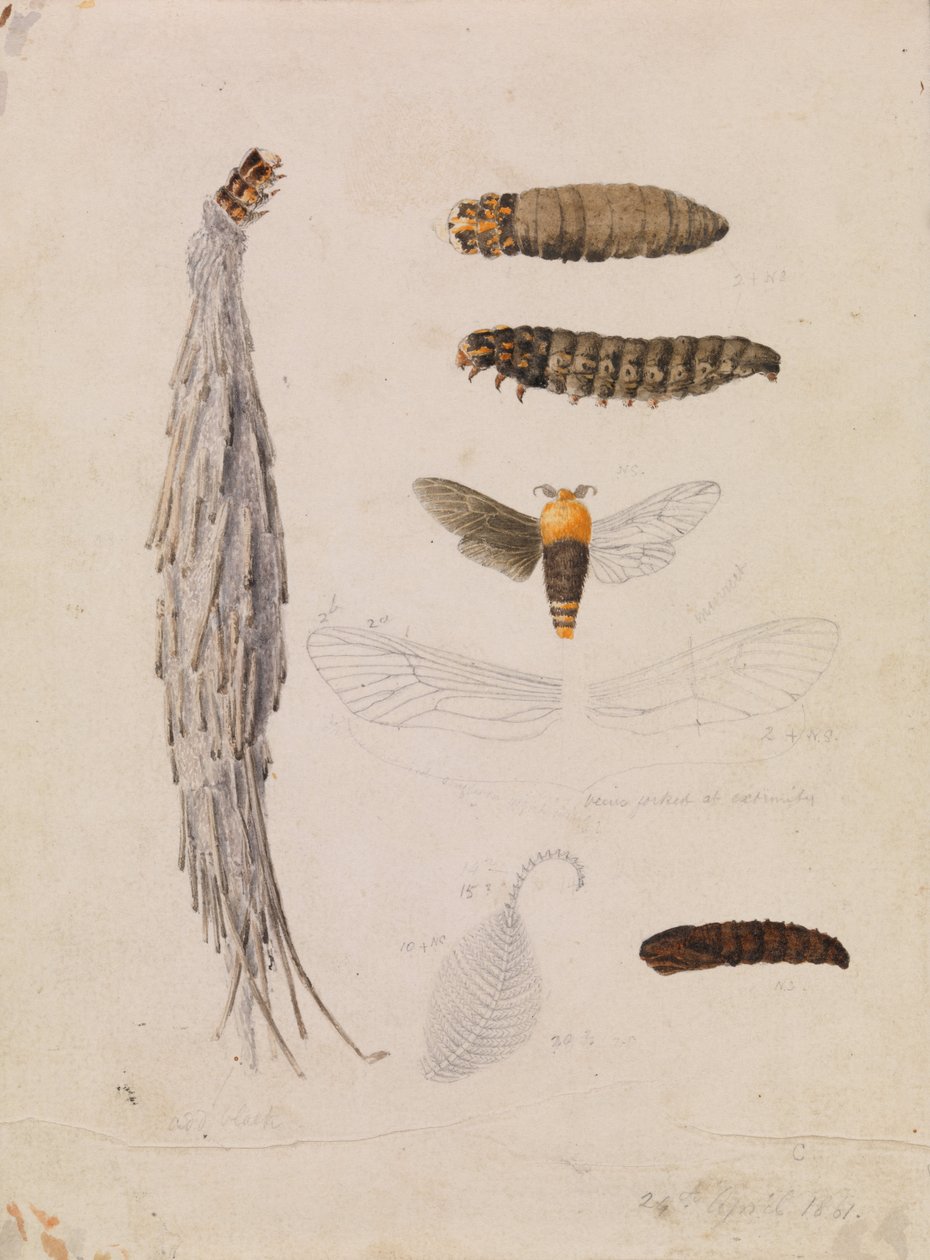Saunders Case-Moth, Metura elongatus af Arthur Bartholomew