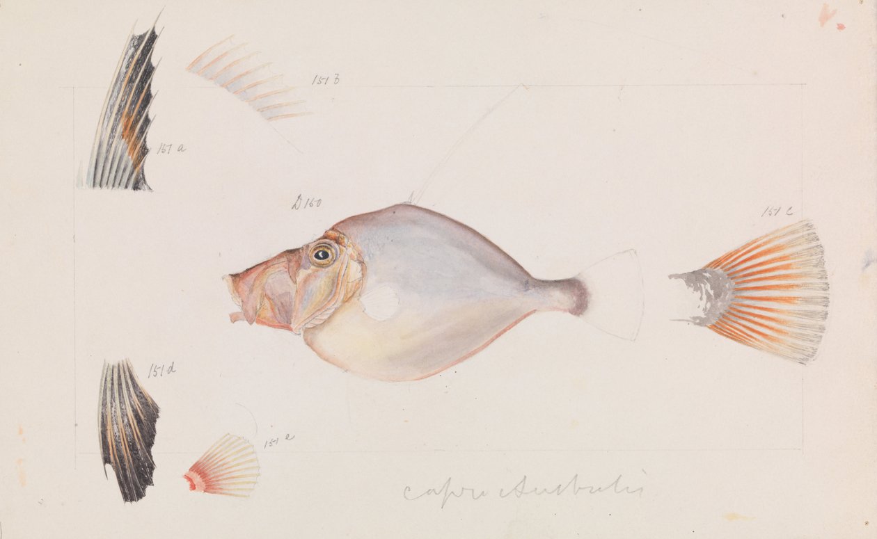 Silver Dory, Cyttus australis af Arthur Bartholomew