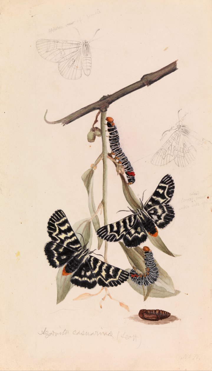 Vinstam, Comocrus behri af Arthur Bartholomew