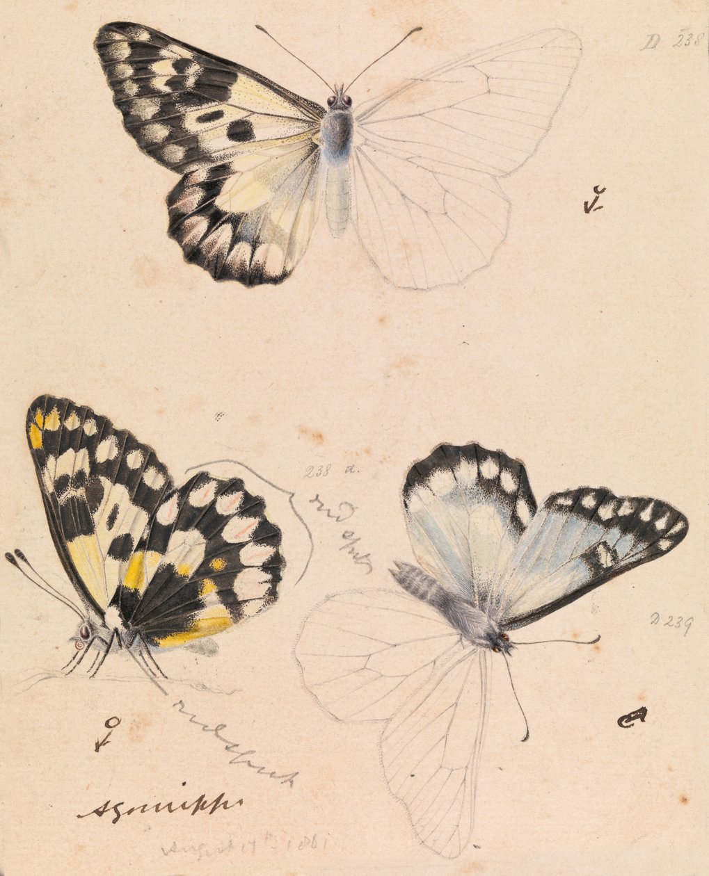 Wood White Butterfly, Delias aganippe af Arthur Bartholomew
