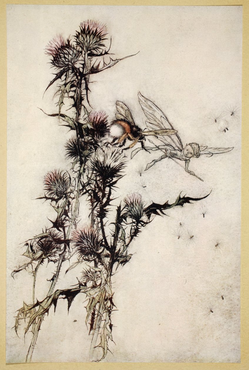 Dræb mig en rødbælgede humlebier på toppen af en tidsel, illustration fra "Midsommernatsdrøm" af William Shakespeare, 1908 af Arthur Rackham