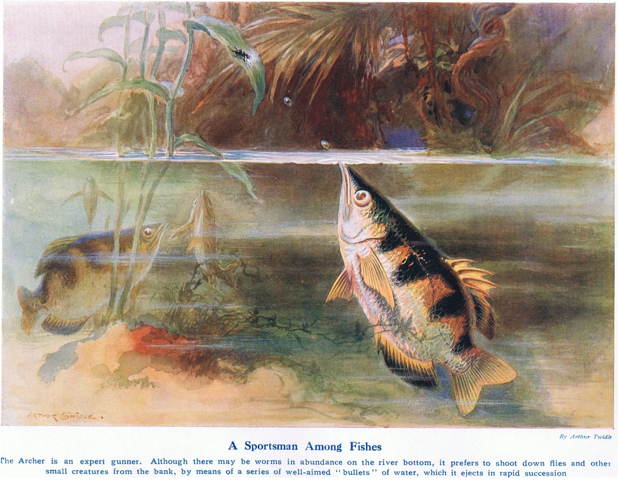 A Sportsman Among Fish, illustration fra 