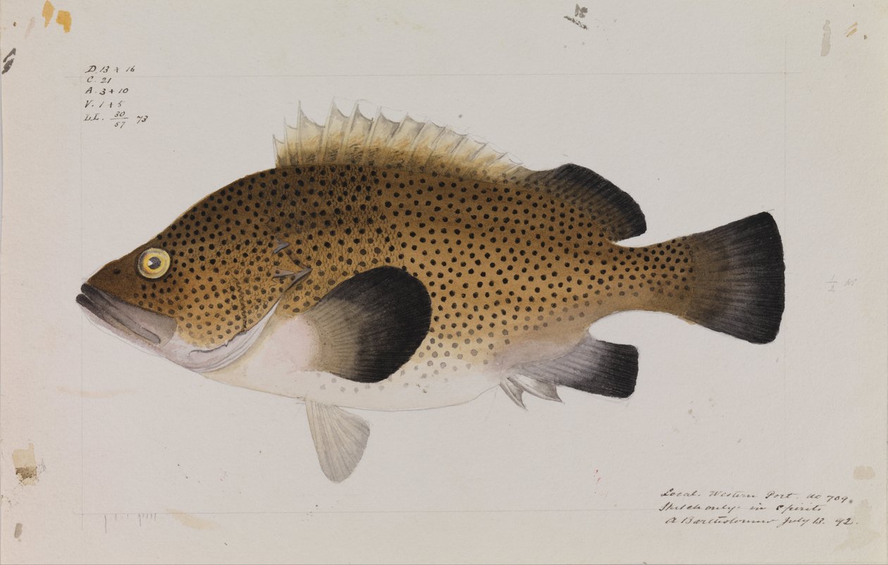 Eastern Wirra, Acanthistius ocellatus af Arthur Bartholomew
