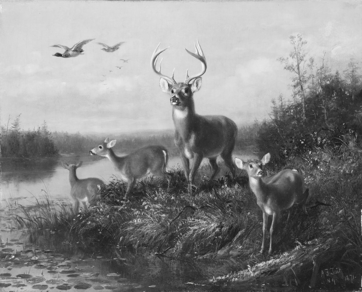 Om Qui Vive, Buck and Three Does, 1871. af Arthur Fitzwilliam Tait