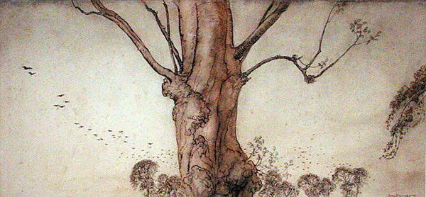 Barbaras træ (pen, blæk og akvarel på papir) af Arthur Rackham