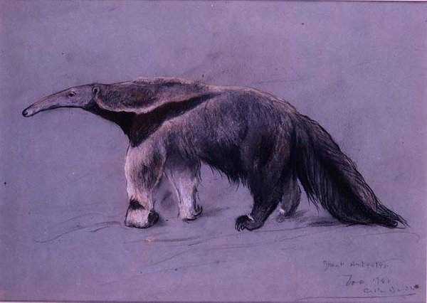 Stor myresluger af Arthur Wardle