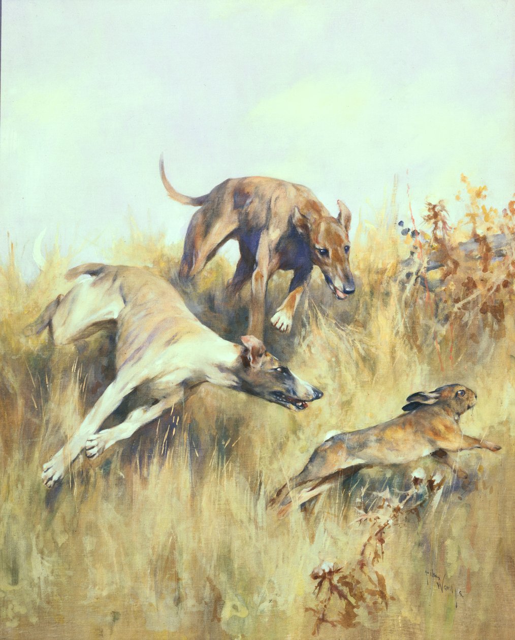 Greyhounds Giving Chase (gouache på papir) af Arthur Wardle