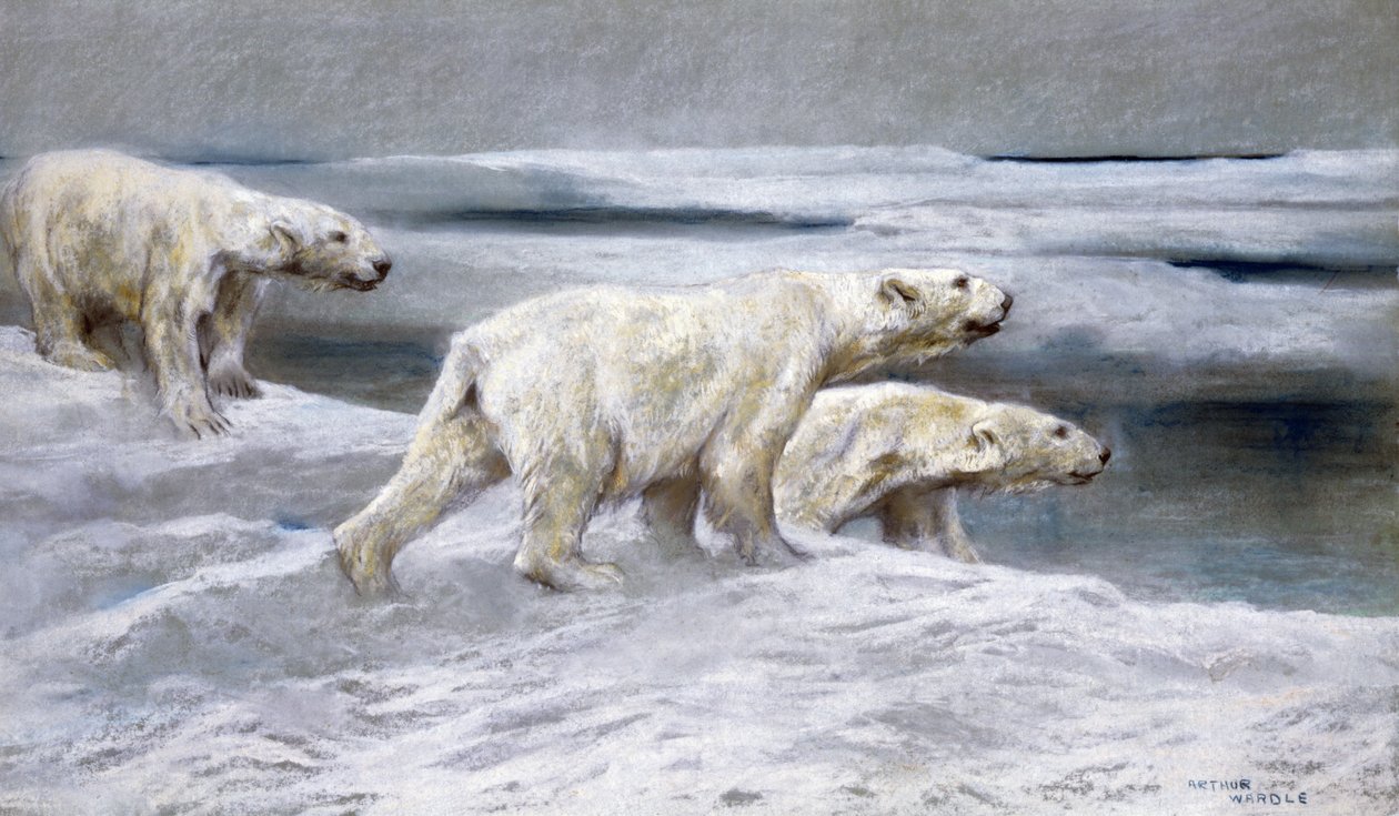 Isbjørne, ca. 1900 (farvet kridt på gråt papir) af Arthur Wardle