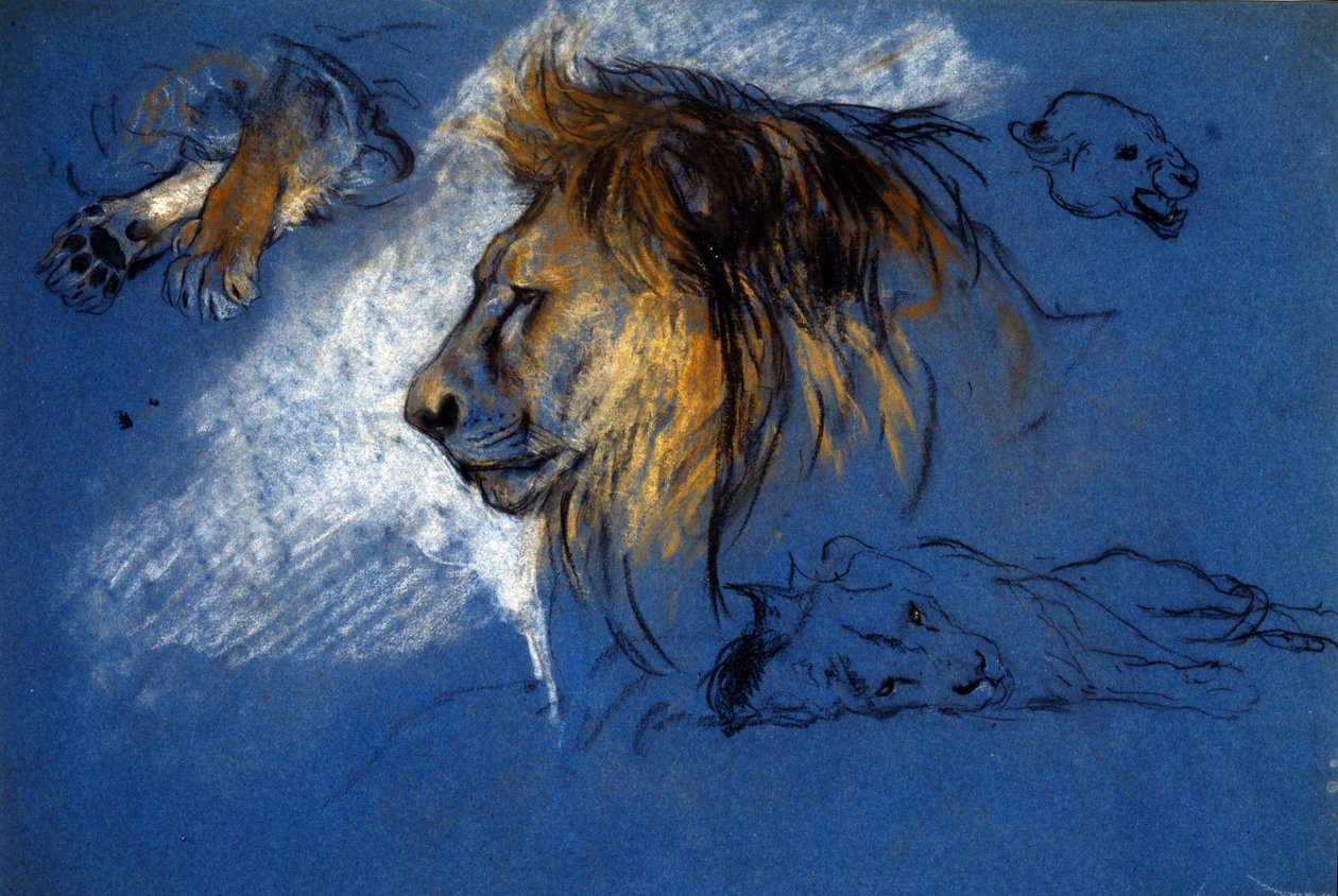 Study of a Lion, ca. 1905 (pastel på blåt papir) af Arthur Wardle