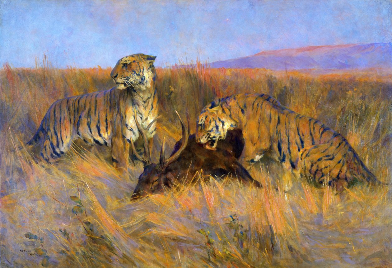 Tigers at Kill (olie på lærred) af Arthur Wardle
