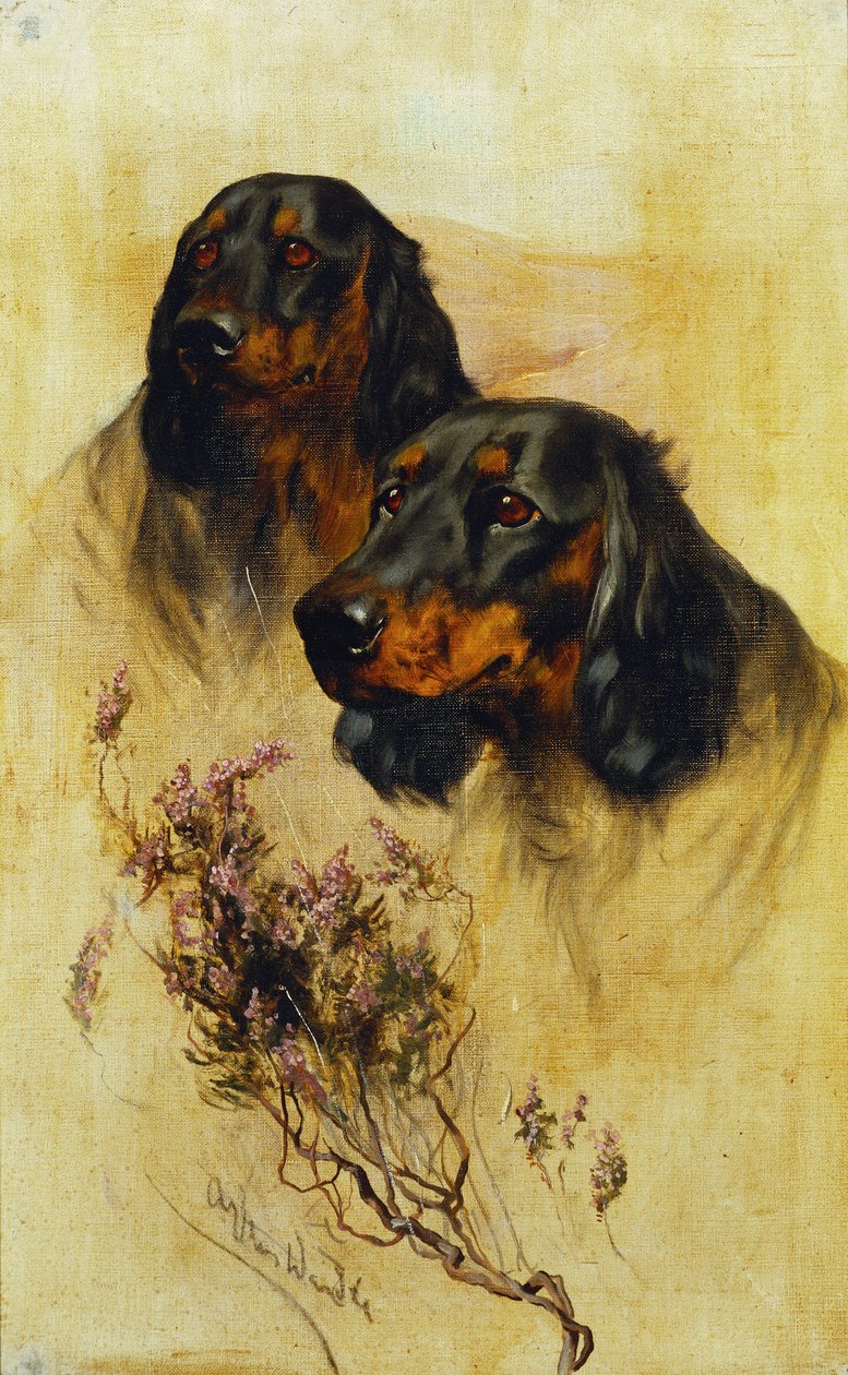 To Gordon Setters (olie på lærred) af Arthur Wardle