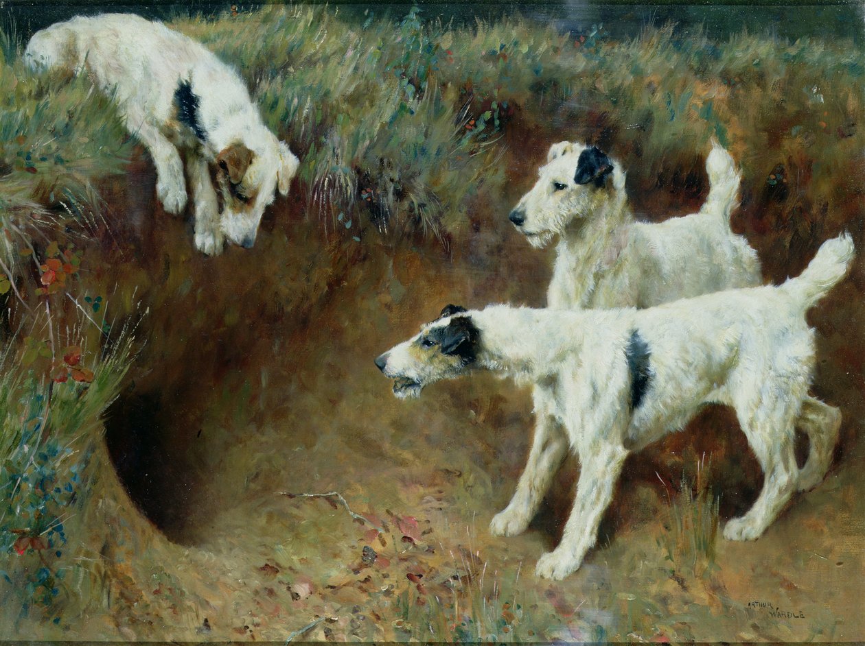 Trådhårede foxterriere af et grævlingsæt af Arthur Wardle