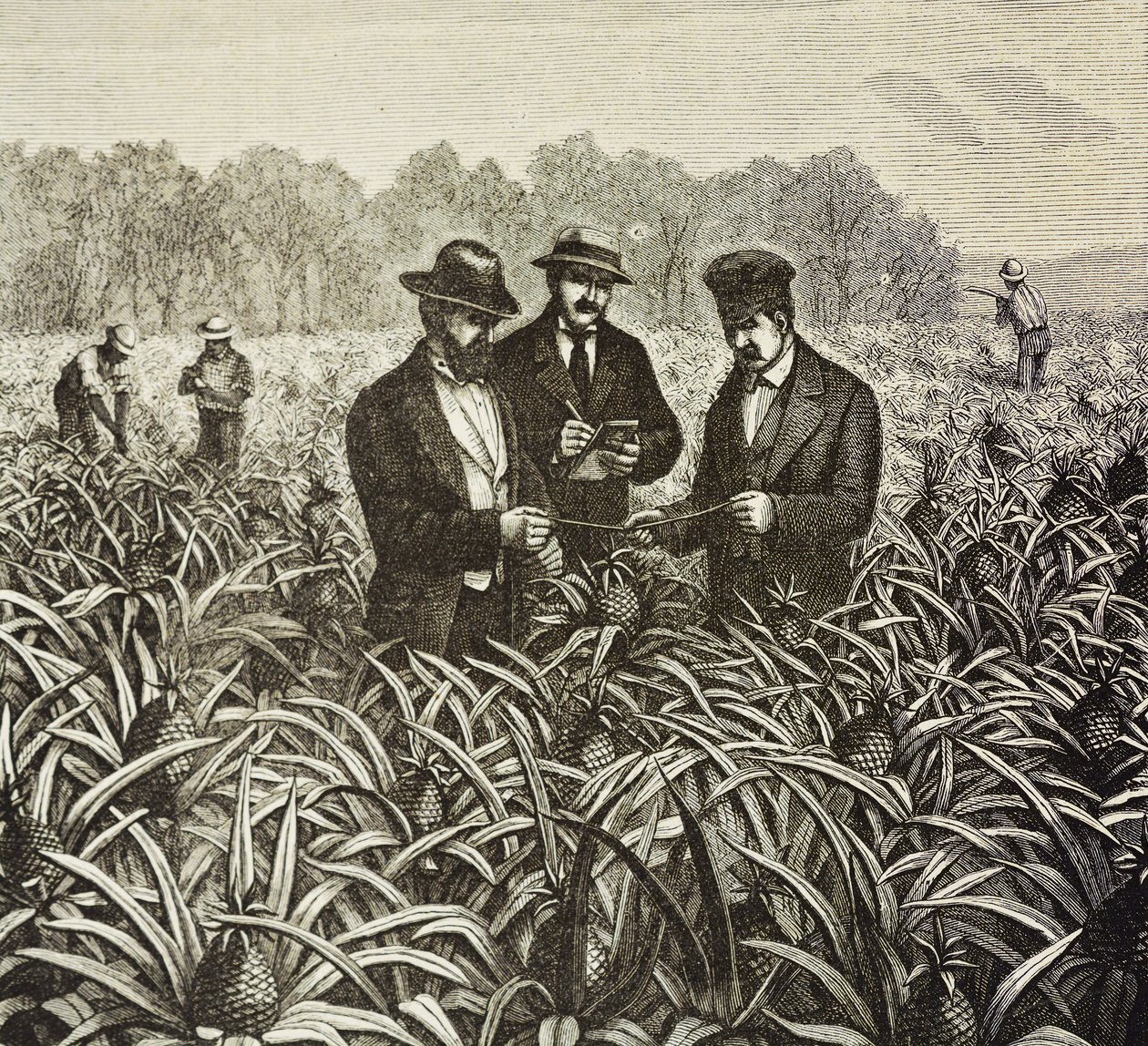 England (C19th). Kolonisering (1880). Plantning af ananas på Bahama. Engelsk koloni på New Providence Island. Ananas var et af de vigtigste eksportprodukter fra havnen i Nassau. Gravering. Privat samling af Artist Unknown