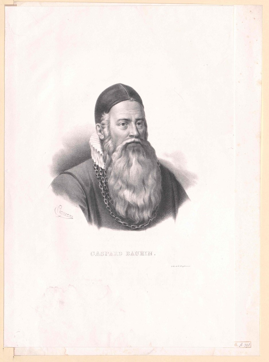 Kaspar Bauhin af Artist Unknown