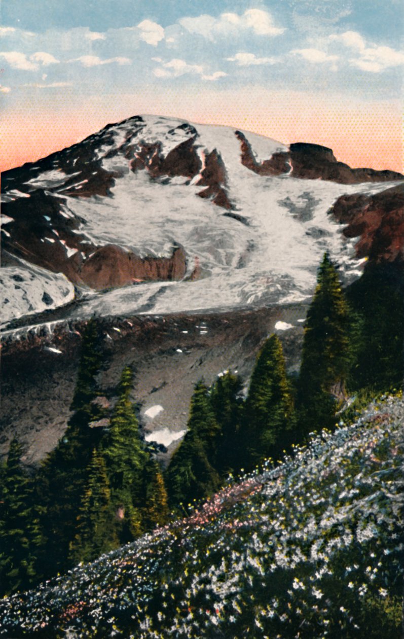 Avalanche Lilies, vokser på Mount Rainier, c1916 af Asahel Curtis