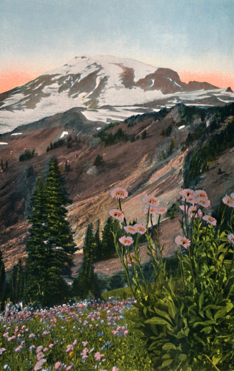 Purple Asters, i Mount Rainier National Park, c1916 af Asahel Curtis