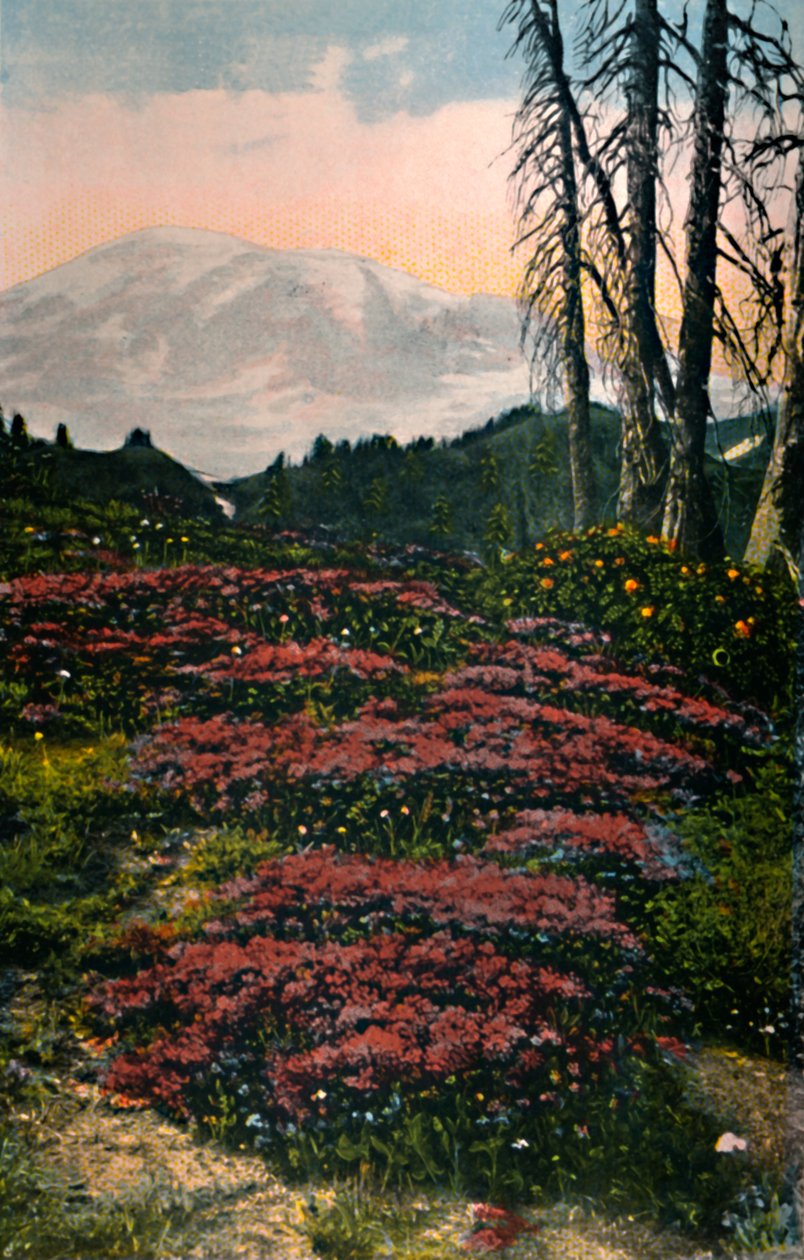 Purple Heather voksende Mount Rainier National Park, c1916 af Asahel Curtis