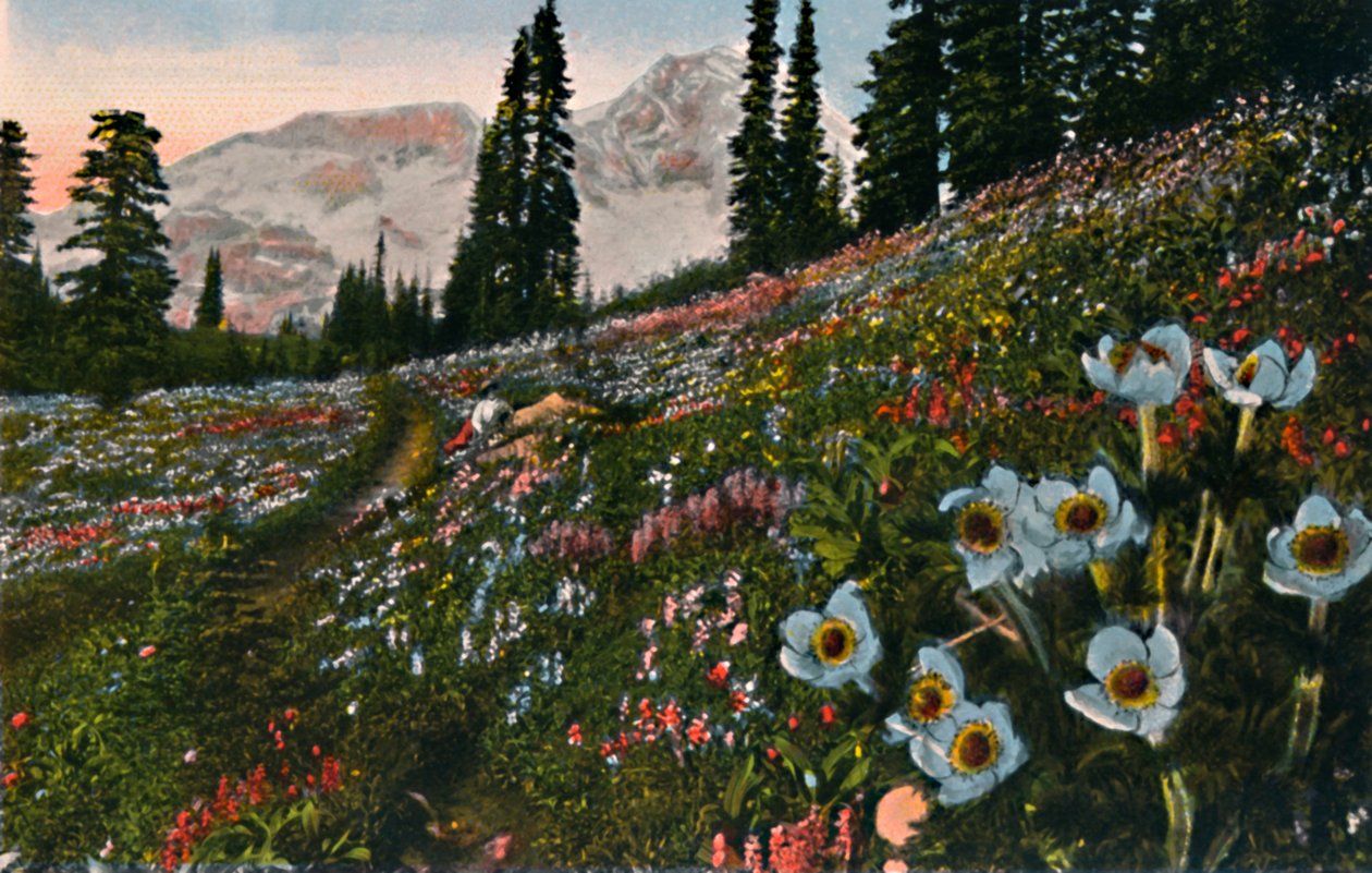 Anemone i Mount Rainier National Park, c1916 af Asahel Curtis