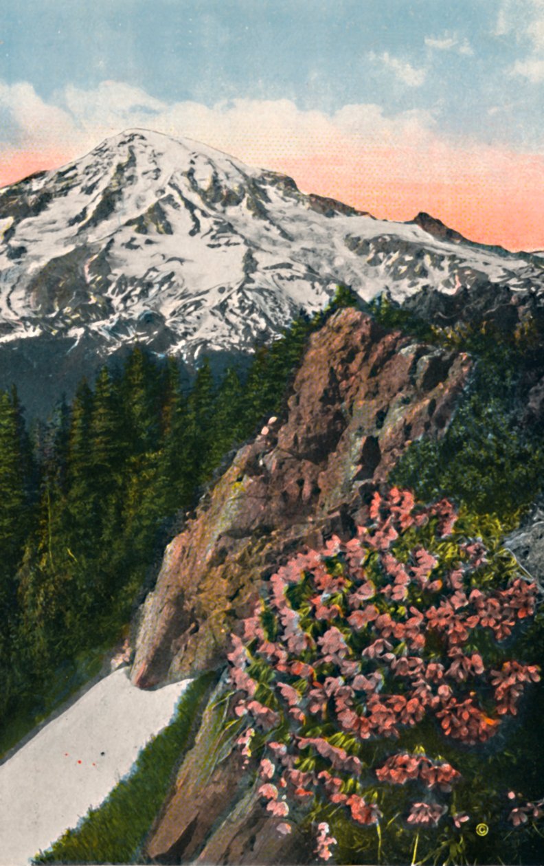 Primrosen på Mount Rainier, c1916 af Asahel Curtis
