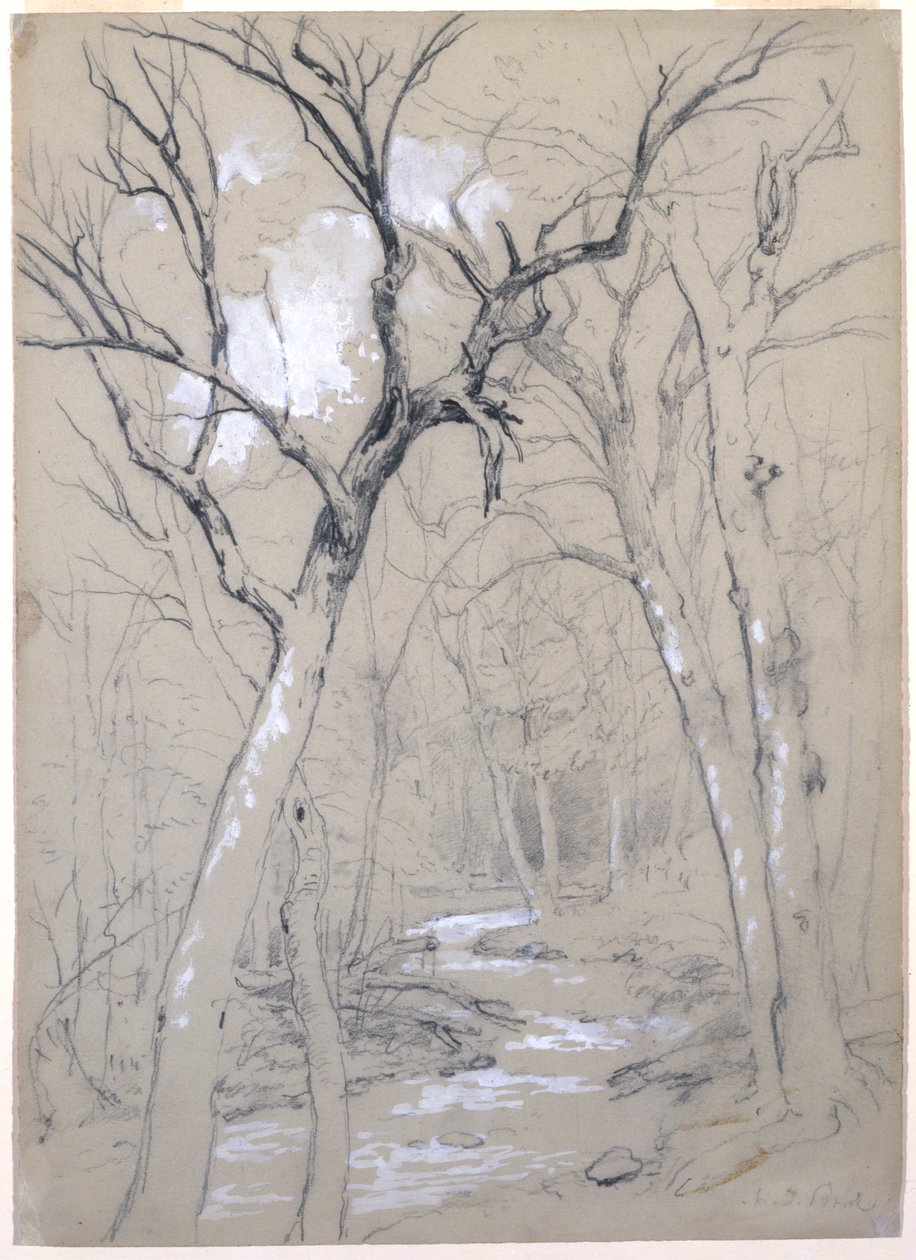 A Brook in the Woods, 1854 (grafit, hvid gouache og hvidt blypigment på grågrønt papir) af Asher Brown Durand