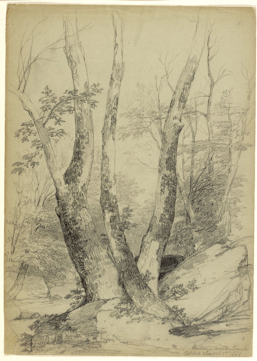 Buttonwood Trunks, Catskill Clove, New York, 1848 (grafit på grågrønt papir) af Asher Brown Durand
