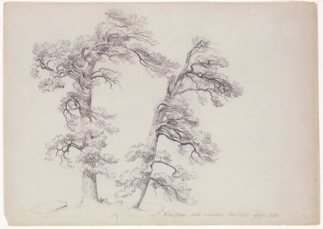 Pitch Pines, North Mountain, Catskills, New York, 1848 (grafit på grågrønt papir) af Asher Brown Durand