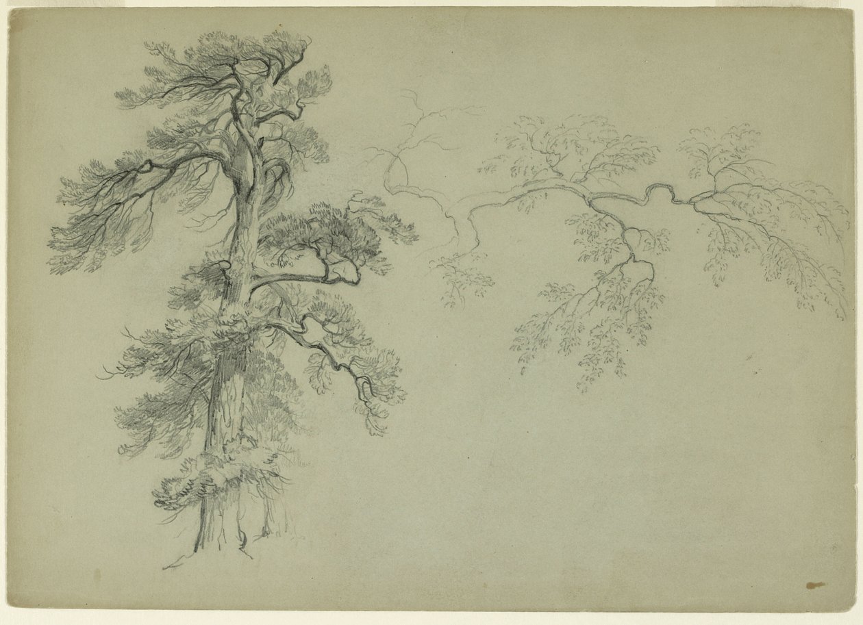 Studies of a Tree and a Branch, 1849 (grafit på grågrønt papir) af Asher Brown Durand