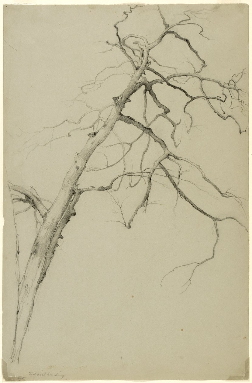 Study of Tree Branches, Fishkill Landing, New York, 1860 (grafit på gråt Bristol-papir) af Asher Brown Durand